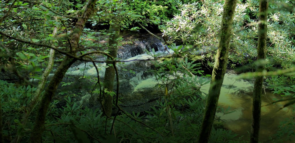 Headwaters State Forest