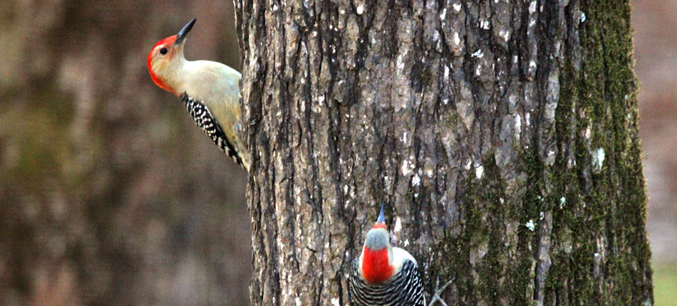 BirdsBees Images4-explore-brevard