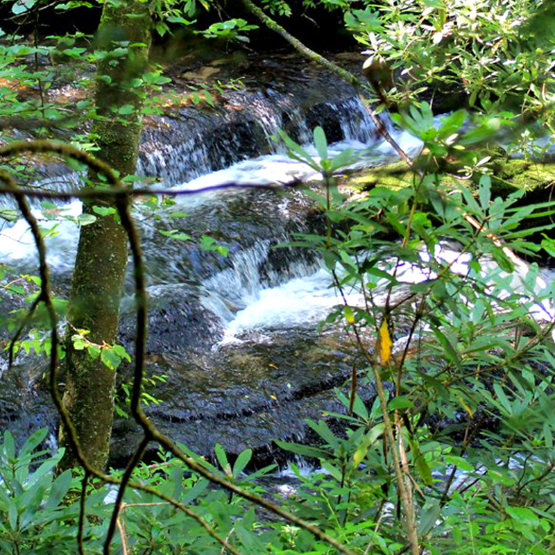 Moore Cove Falls, Pisgah National Forest