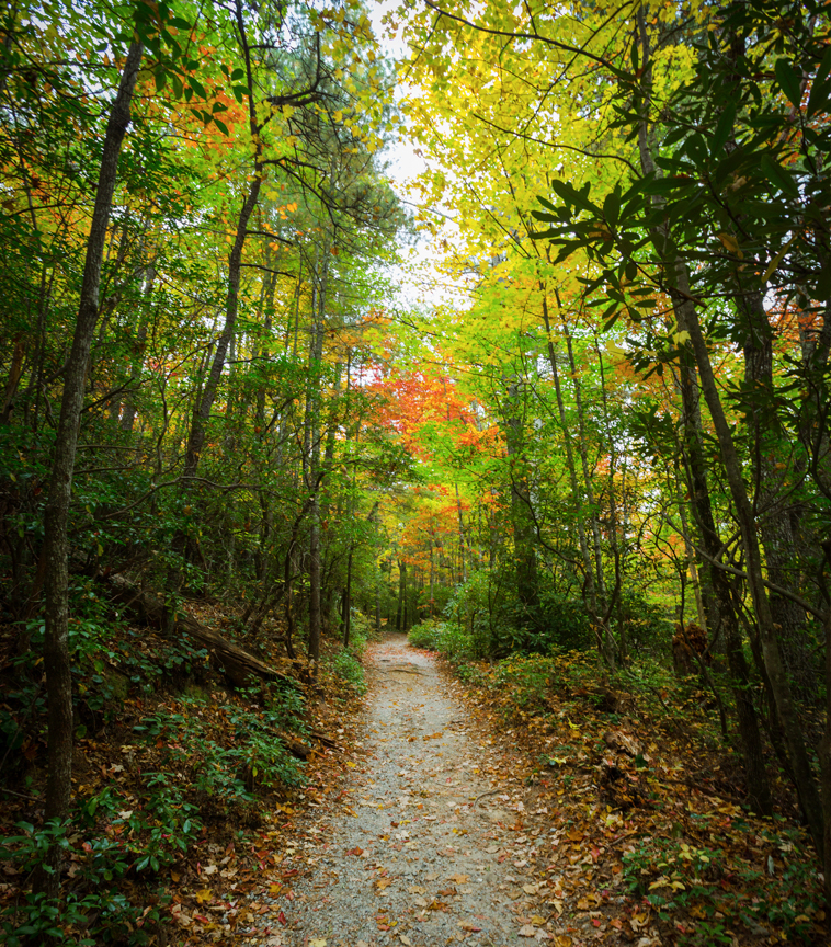 Moore Cove Falls, Pisgah National Forest