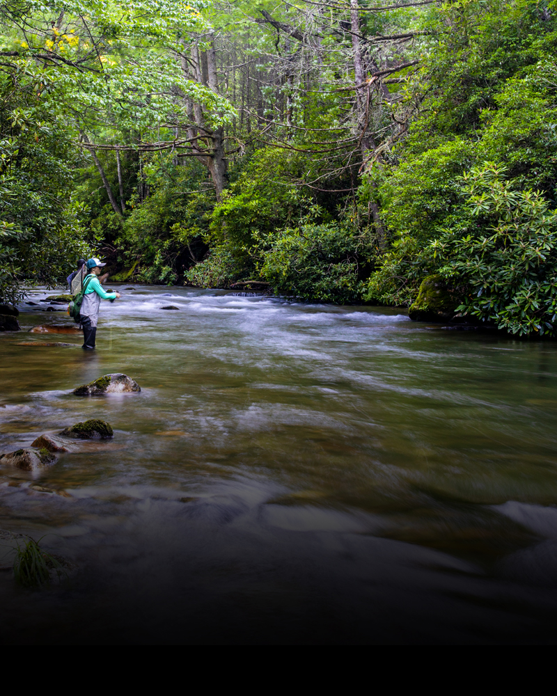 Moore Cove Falls, Pisgah National Forest