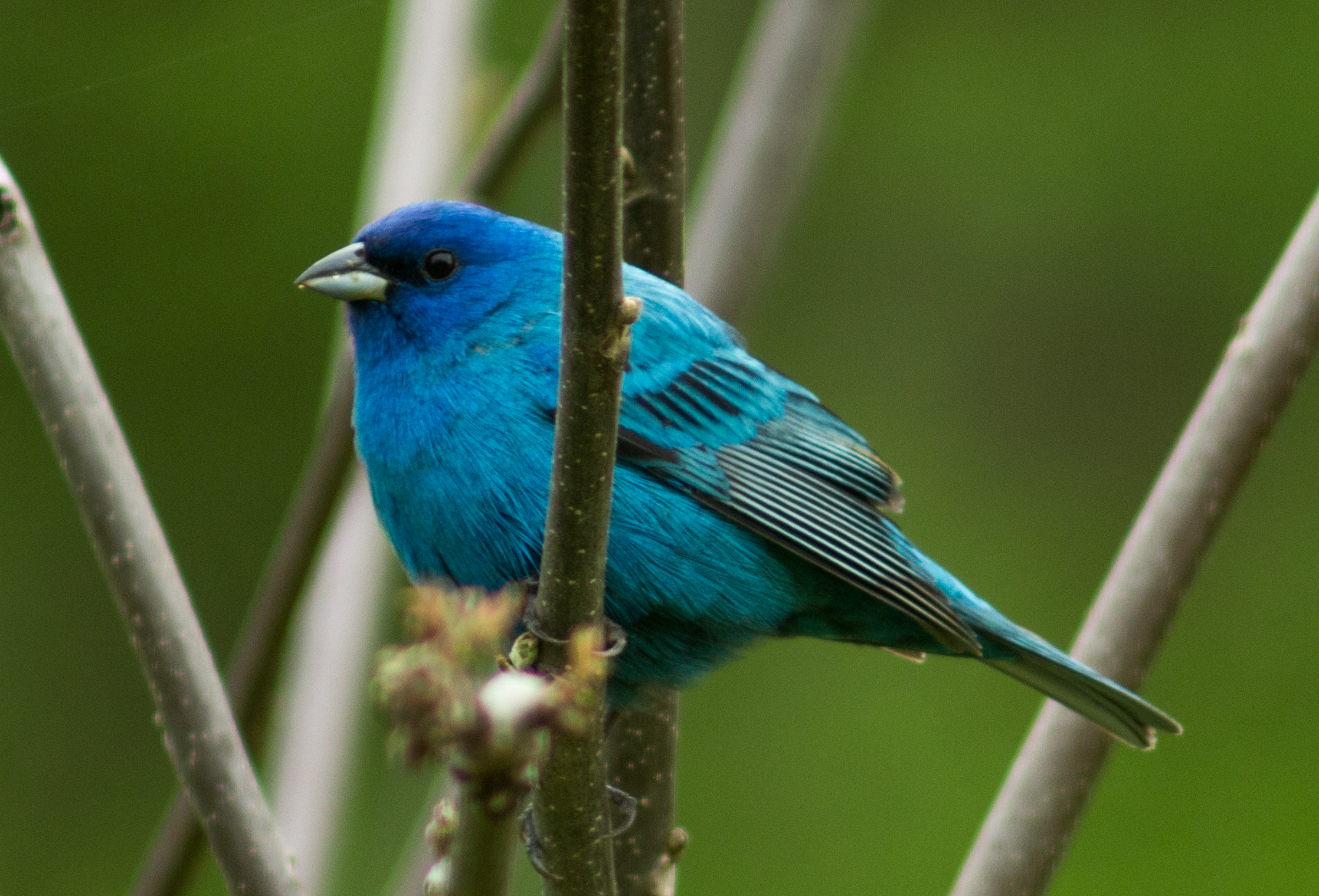 Indigo Bunting 2 1-explore-brevard