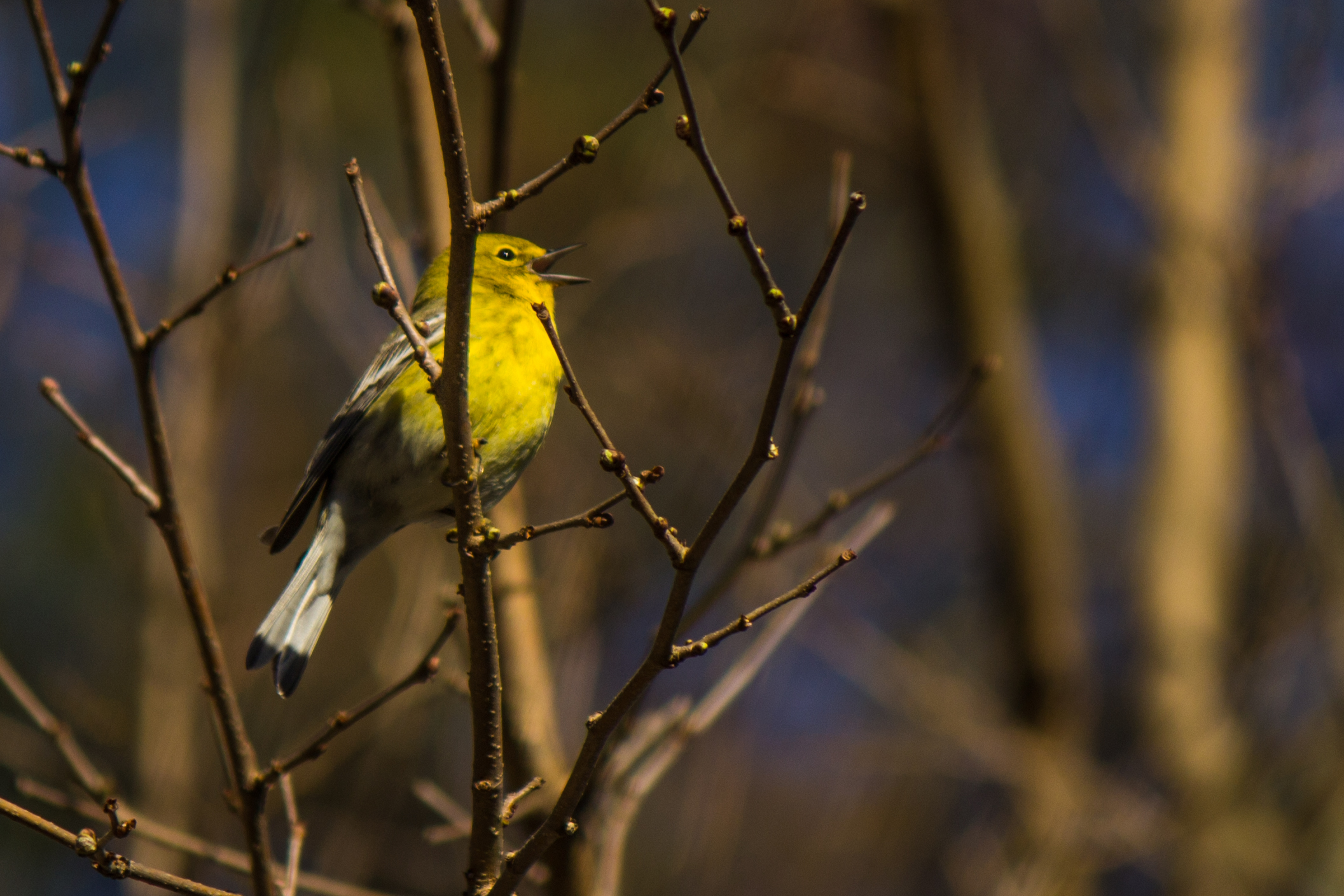 Pine Warbler 2-explore-brevard