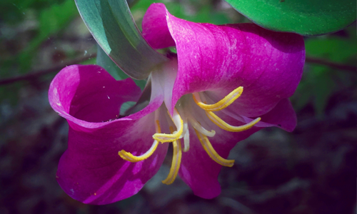 RedTrillium-explore-brevard