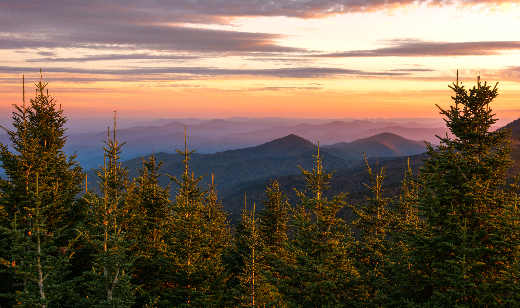 Red Spruce & Carolina Flying Squirrel