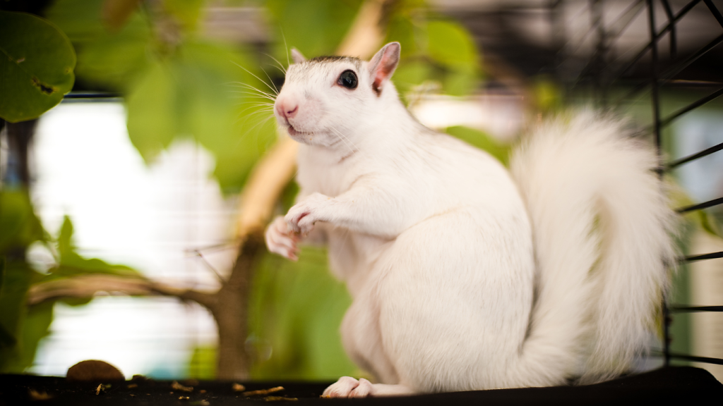 White Squirrel-explore-brevard