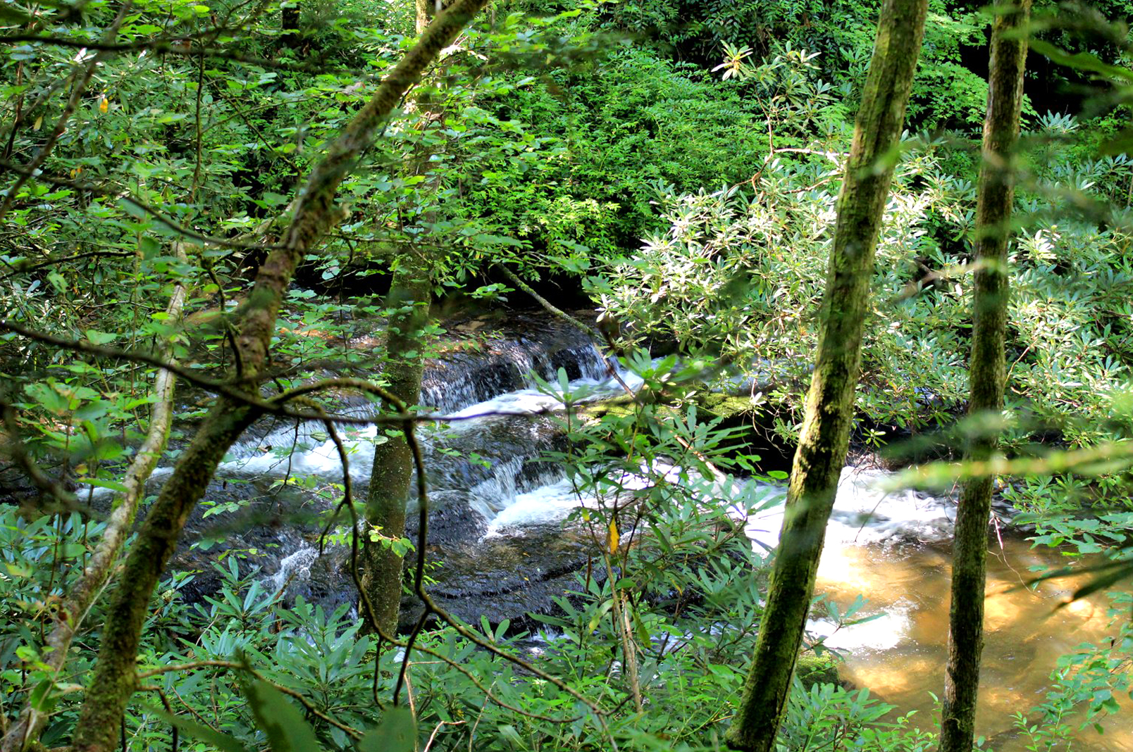 Moore Cove Falls, Pisgah National Forest