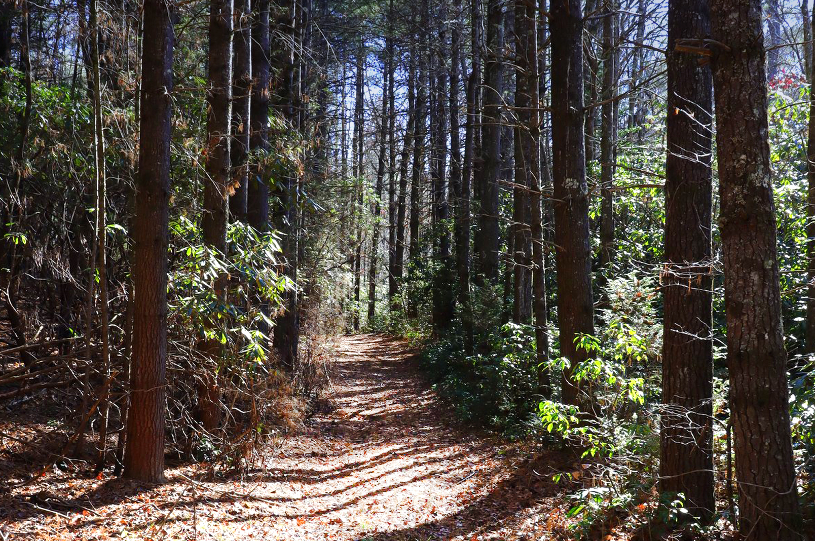 Moore Cove Falls, Pisgah National Forest