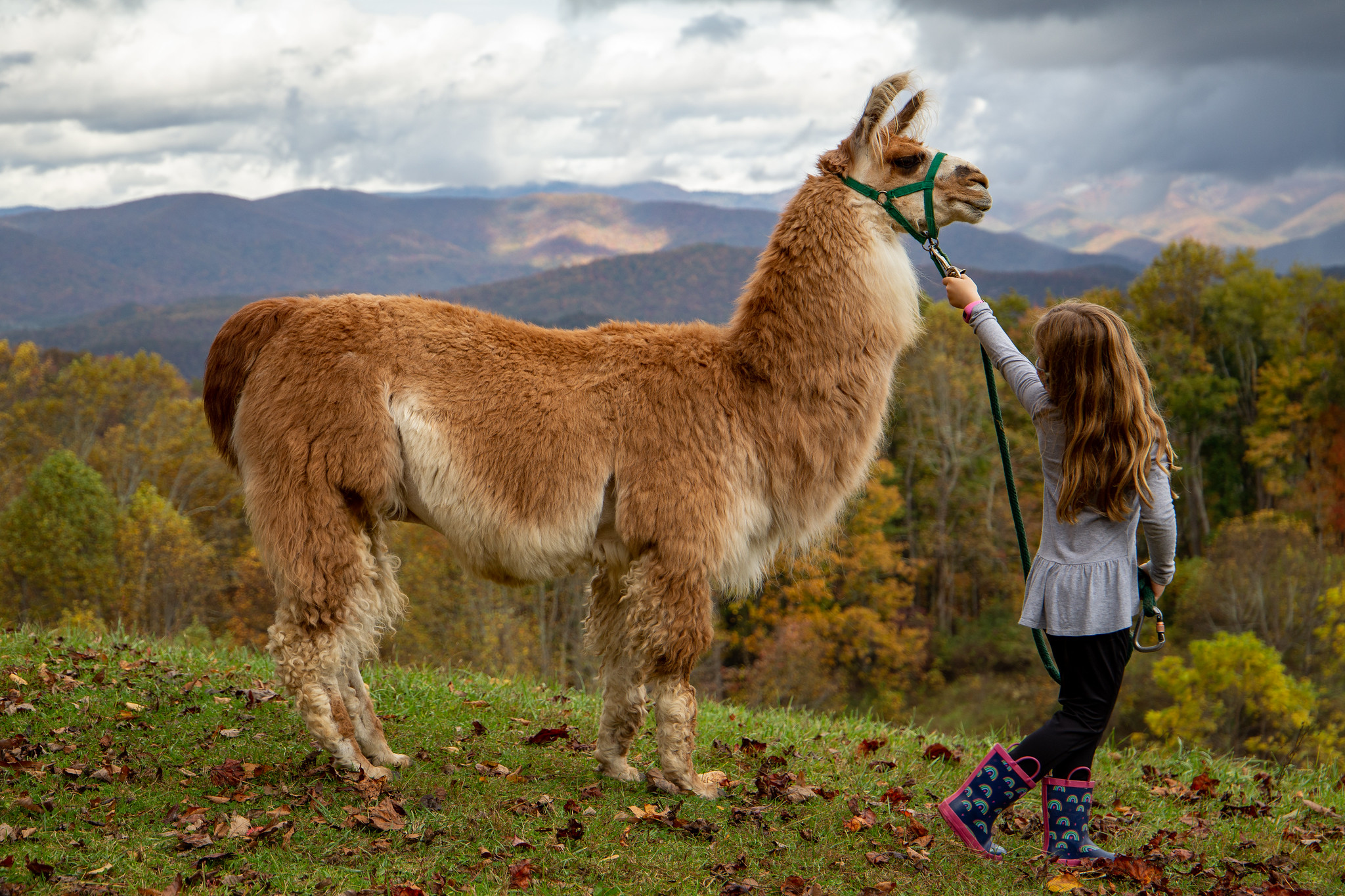 llama and girl 1-explore-brevard