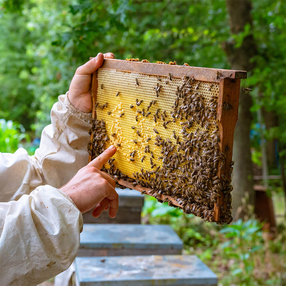 Apiary Tours 1-explore-brevard