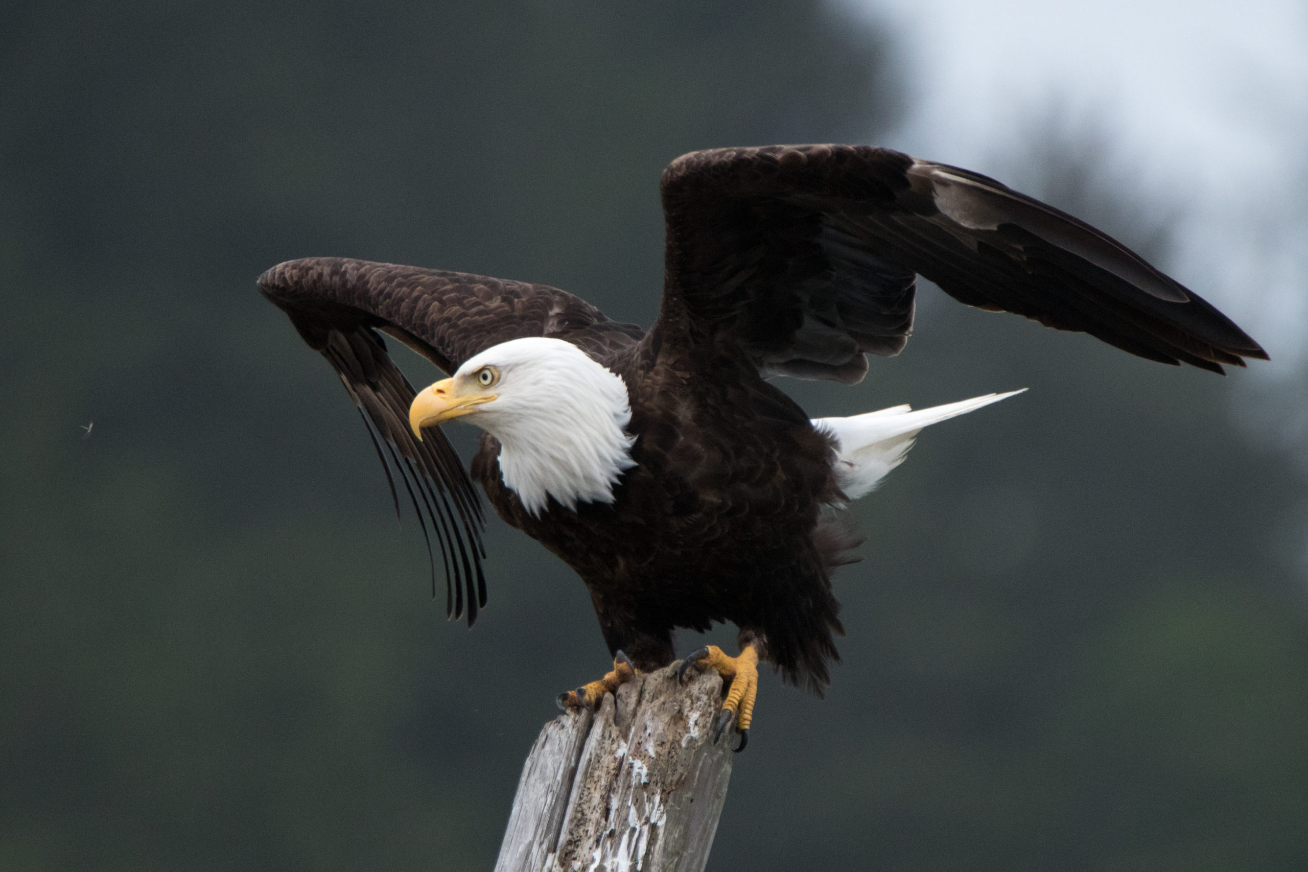 Bald Eagle 1 scaled 1-explore-brevard