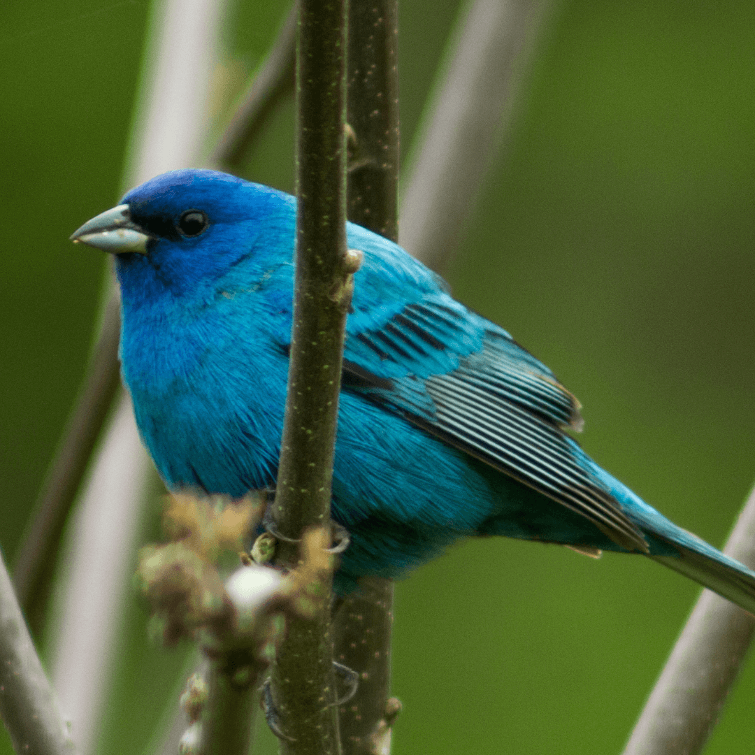 Birding 4-explore-brevard