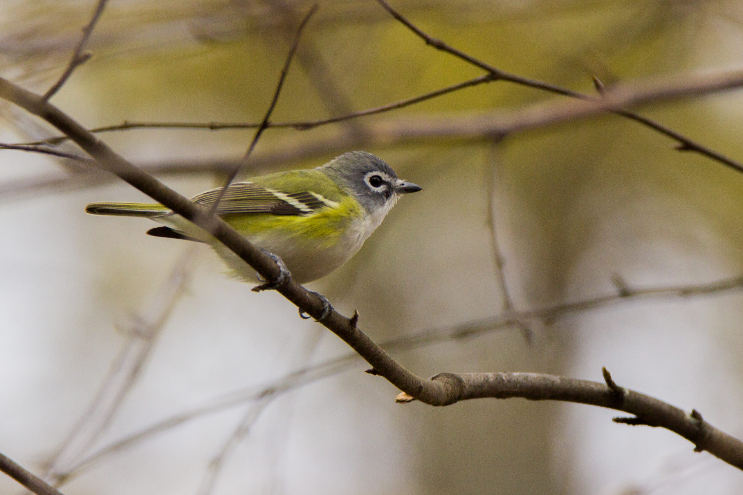 Blue headed Vireo 1 scaled 1-explore-brevard