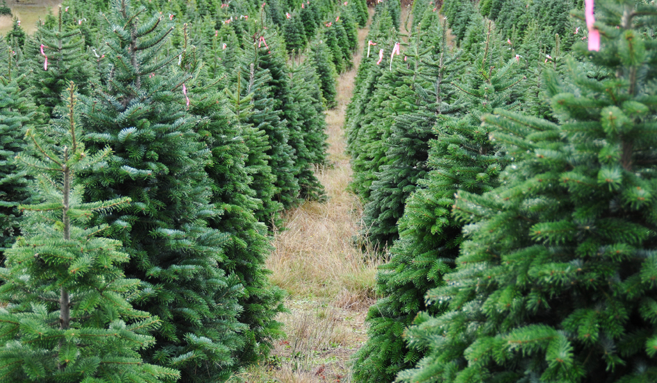 ChristmasTrees blg-explore-brevard