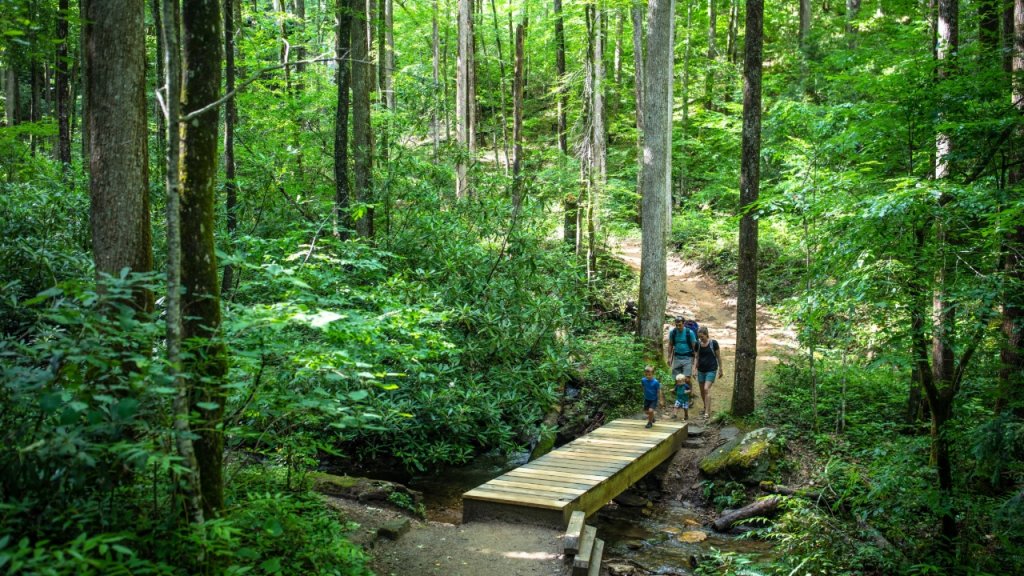 Family hiking on the Moore Cove Falls Trail in Pisgah National Forest