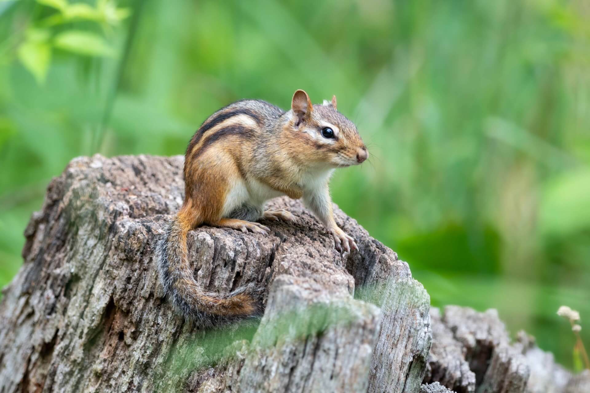 An Eastern Chipmunk sits on a tree stump in the forest