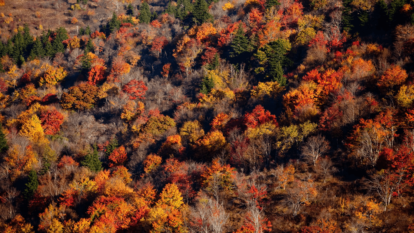 Fall Foliage-explore-brevard