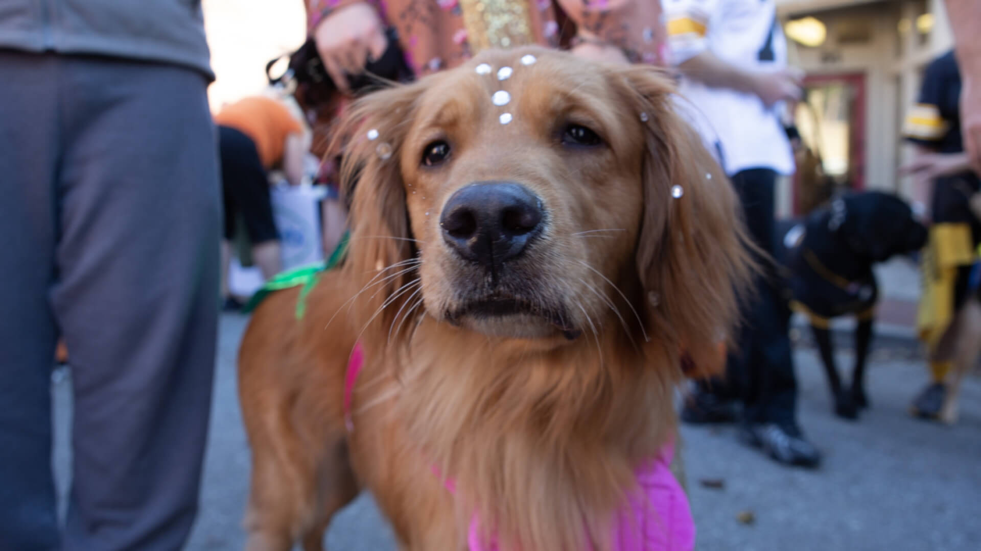 Halloweenfest-explore-brevard