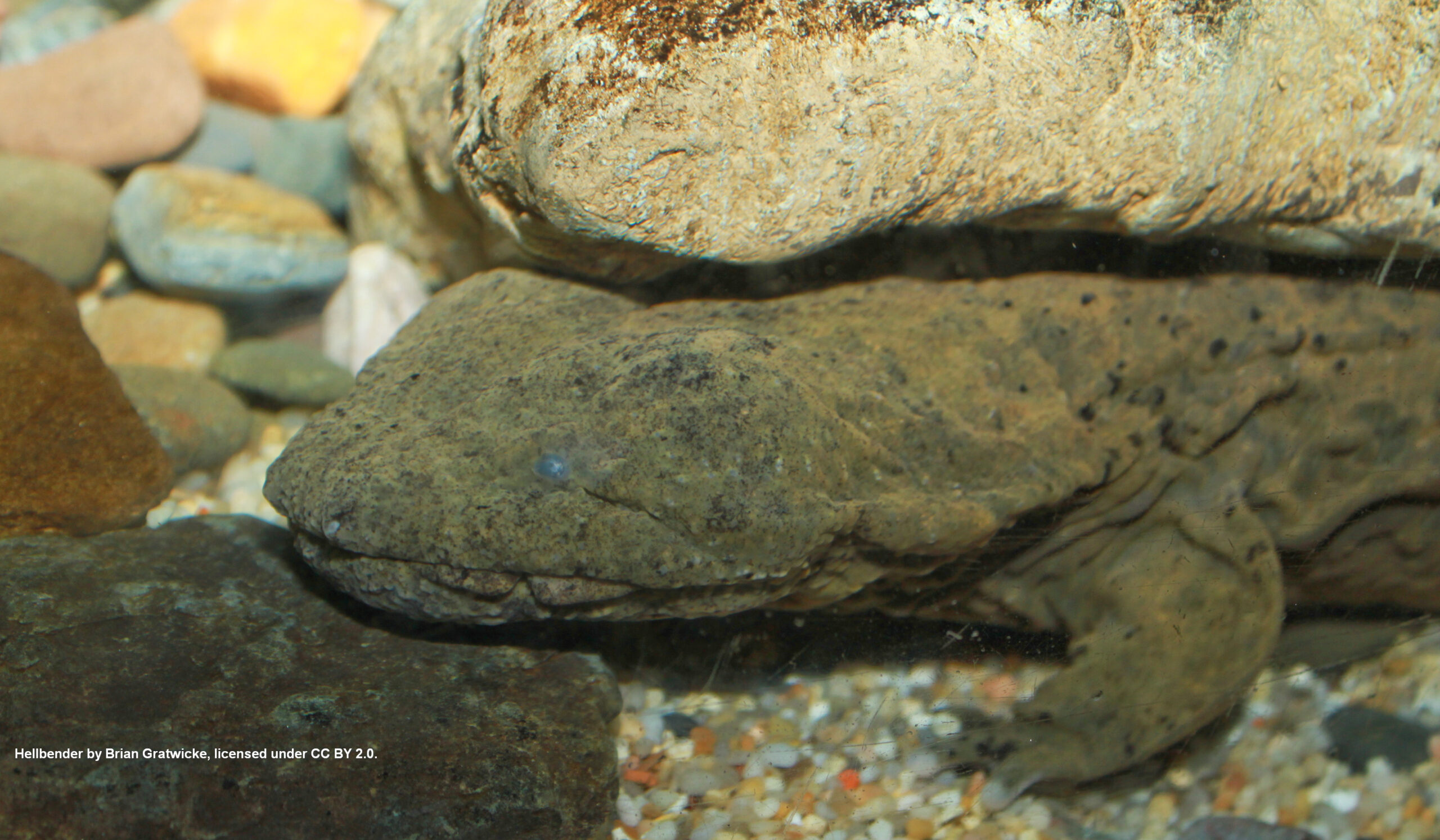 Hellbender Cryptobranchus alleganiensis by Brian Gratwicke is licensed under CC BY 2.0 2 scaled 1-explore-brevard