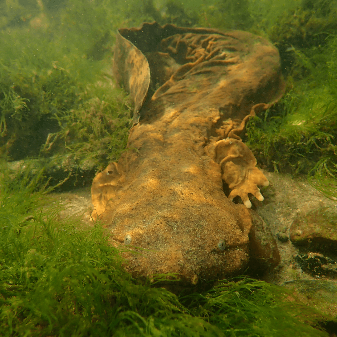 Hellbender-explore-brevard