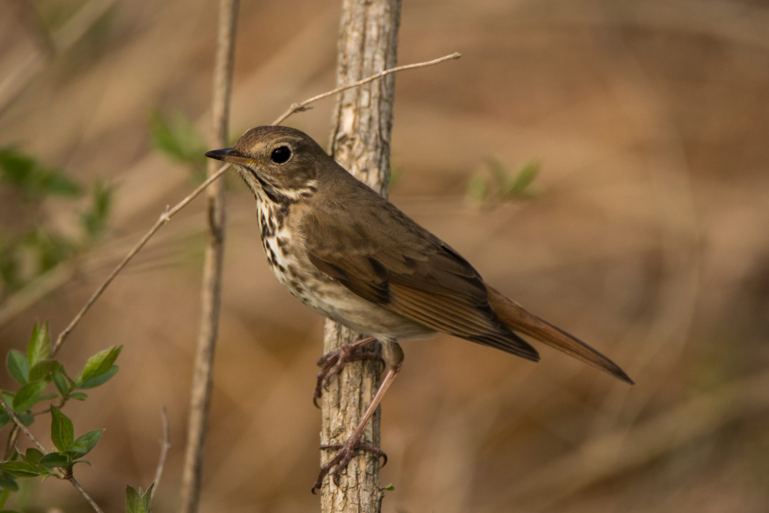 Hermit Thrush 1 scaled 1-explore-brevard