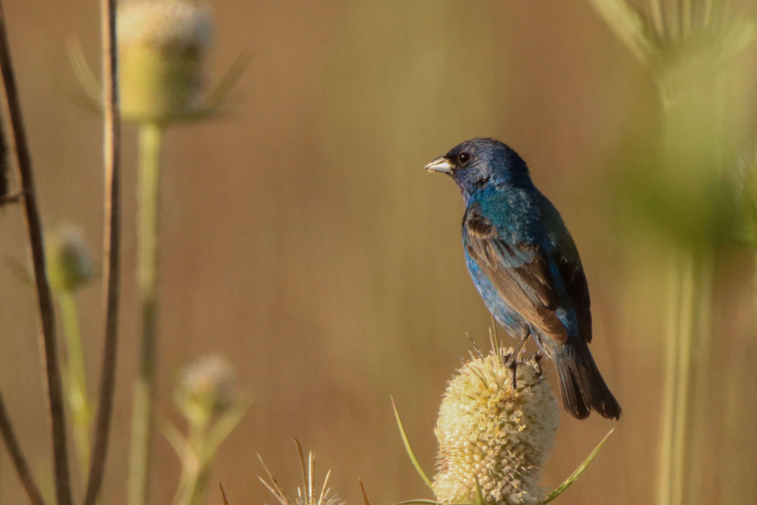 Indigo Bunting 1 scaled 1-explore-brevard