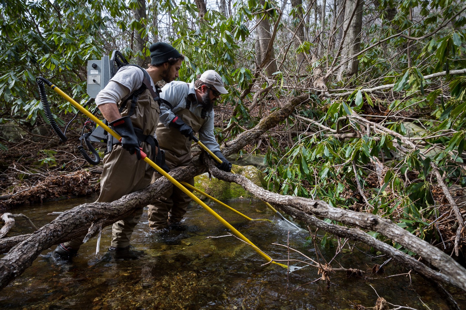 French Broad River Series: LEARN! – An Overview of Native Brook Trout Conservation in North Carolina