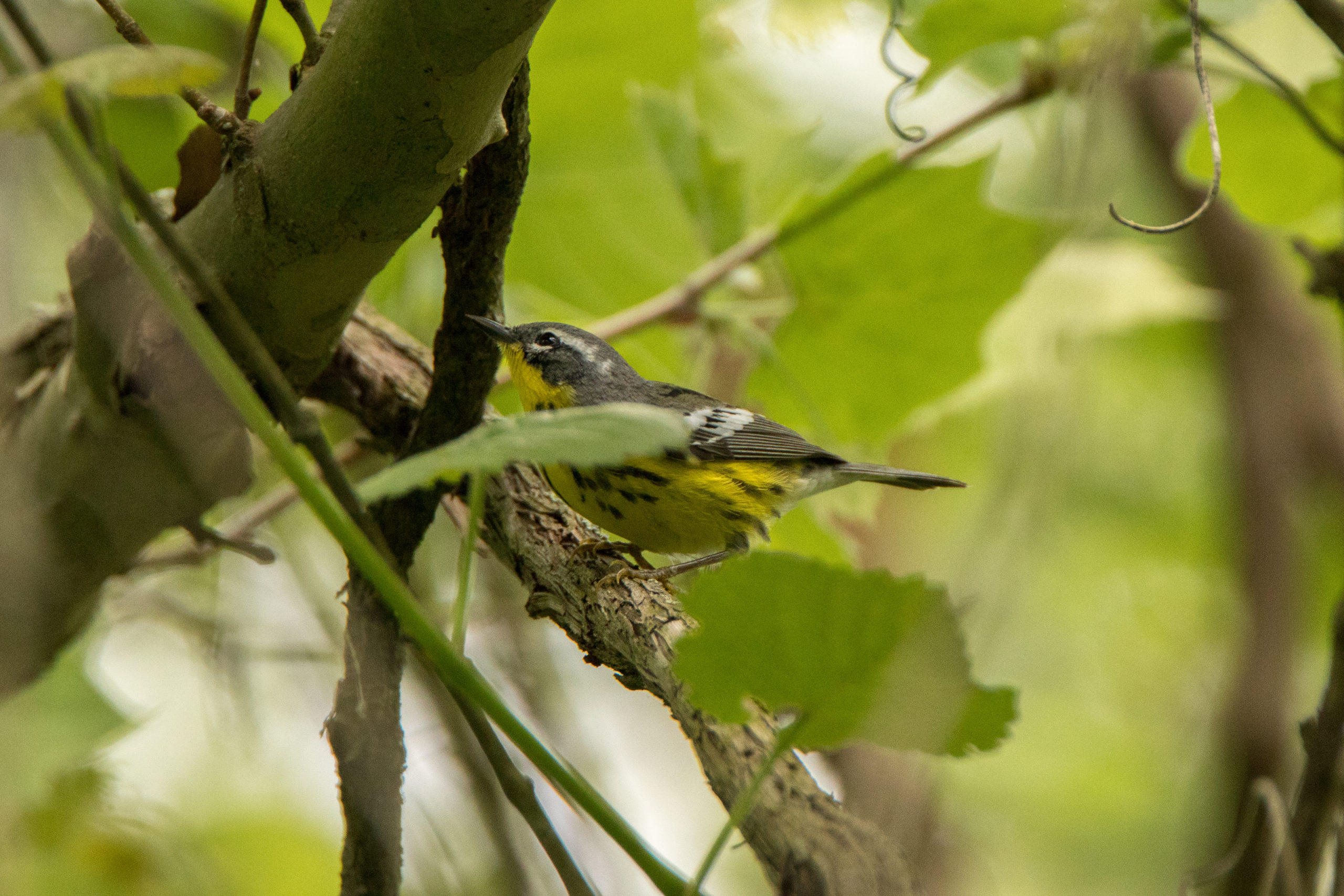 Magnolia Warbler 1 scaled 1-explore-brevard