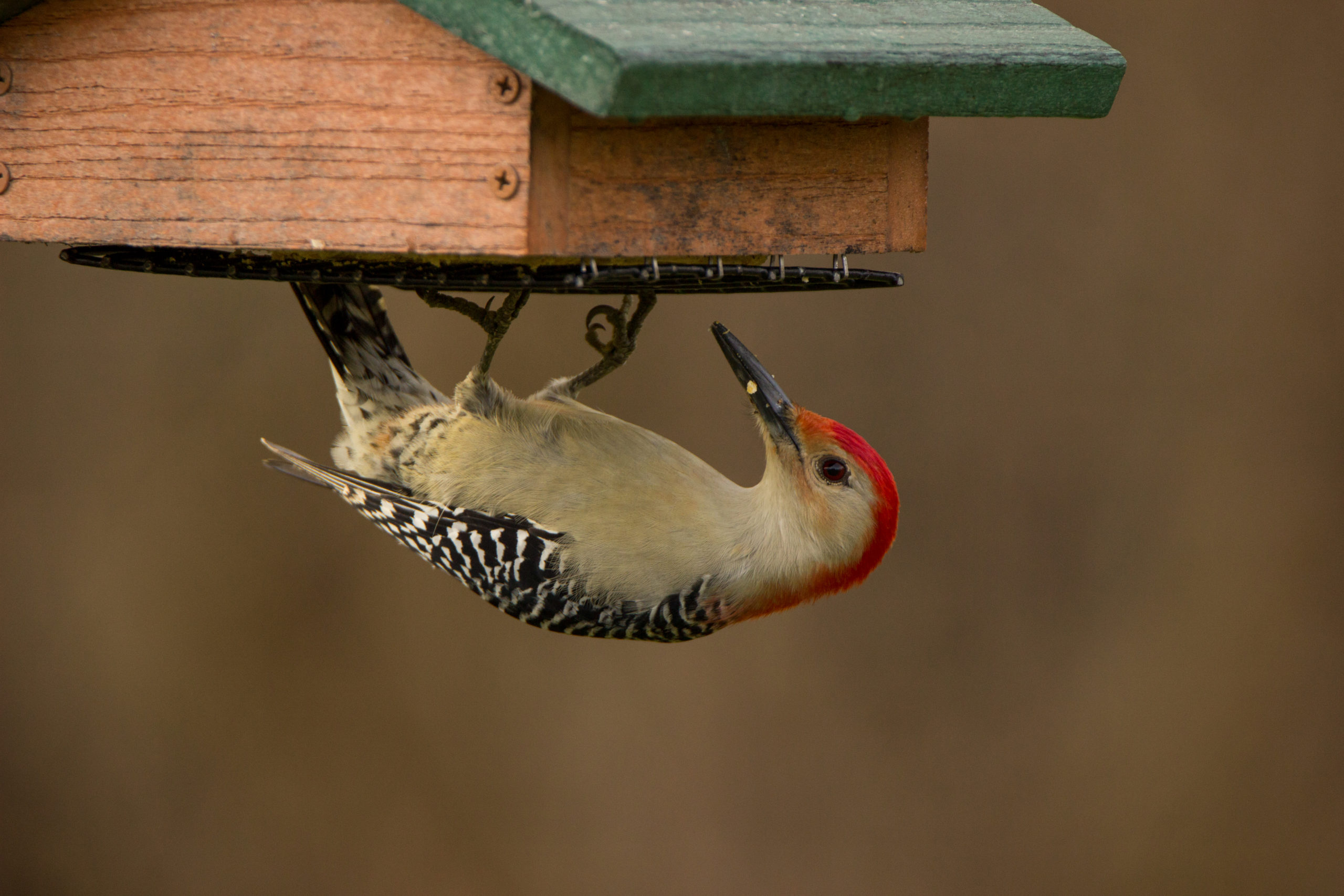 Red bellied Woodpecker 1 scaled 1-explore-brevard