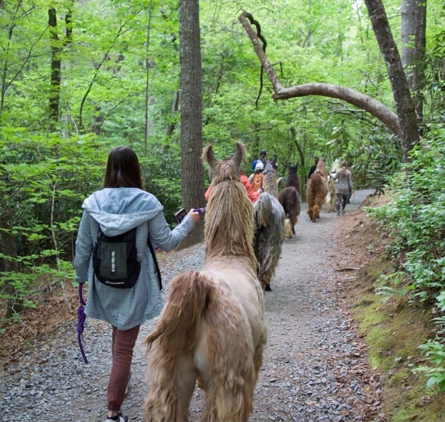 Guided Llama Hiking with Headwaters Outfitters