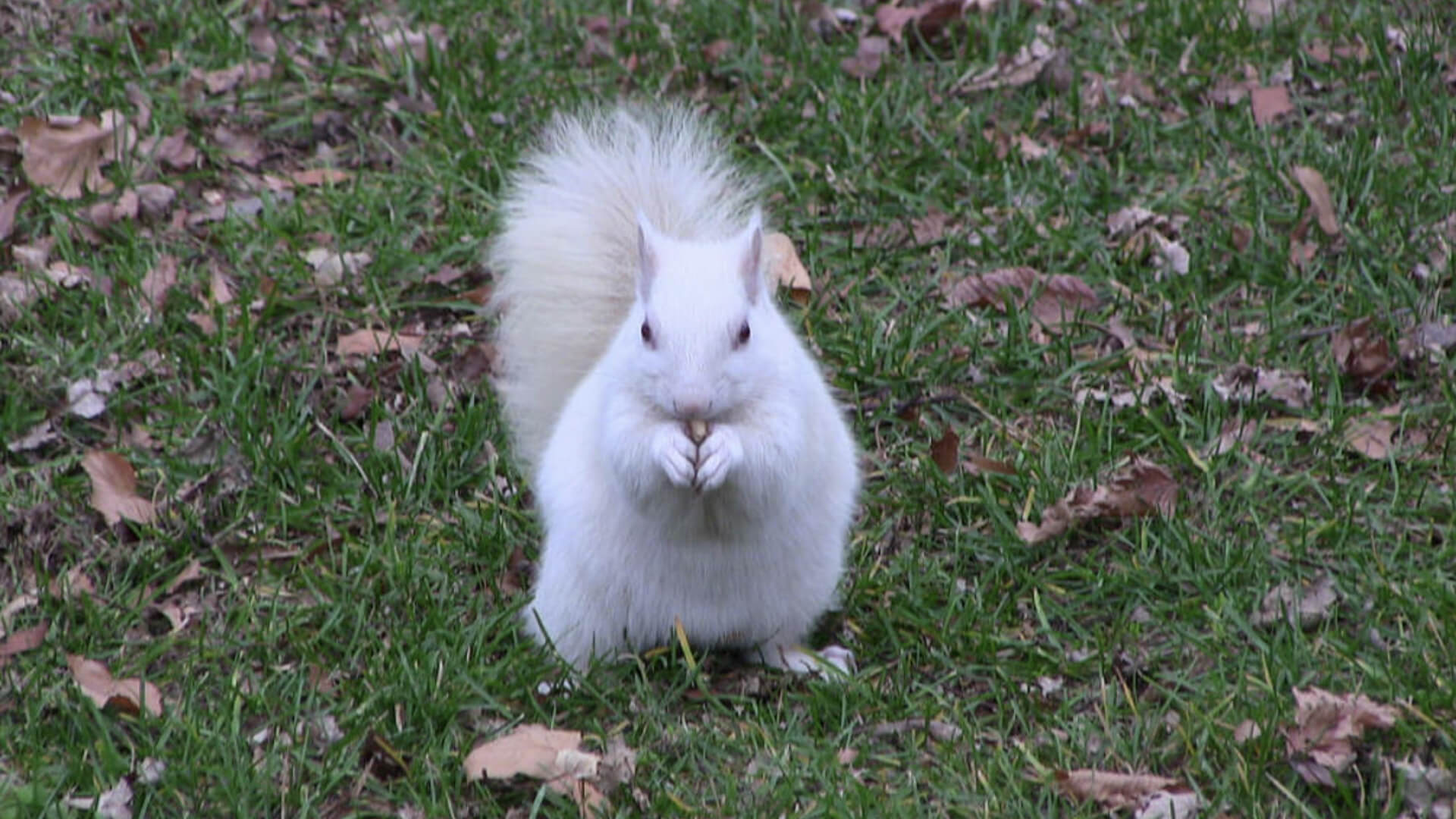 Squirrel 2 1-explore-brevard