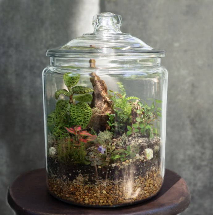 TERRARIUM BUILDING WORKSHOP WITH FRANK NUSS