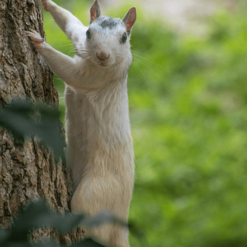 Brevard White Squirrels