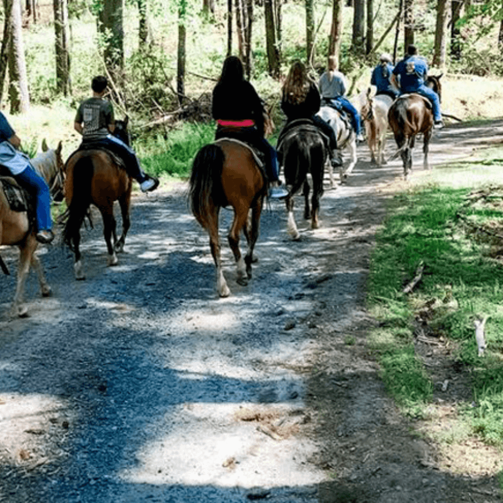 Horseback Riding in Transylvania County