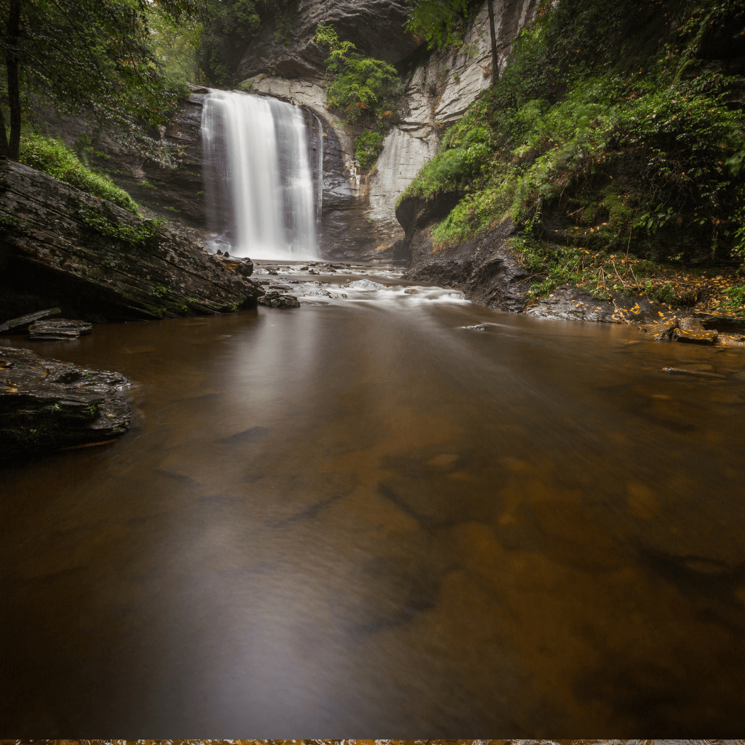 Explore the Woods in Brevard