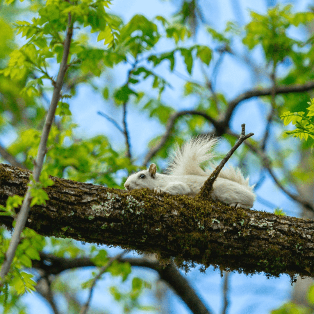 White Squirrel 2-explore-brevard