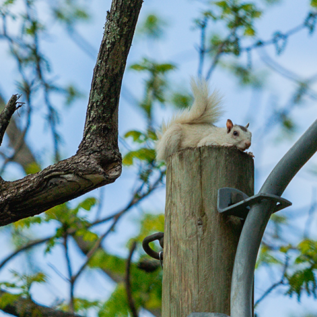 Brevard's White Squirrels