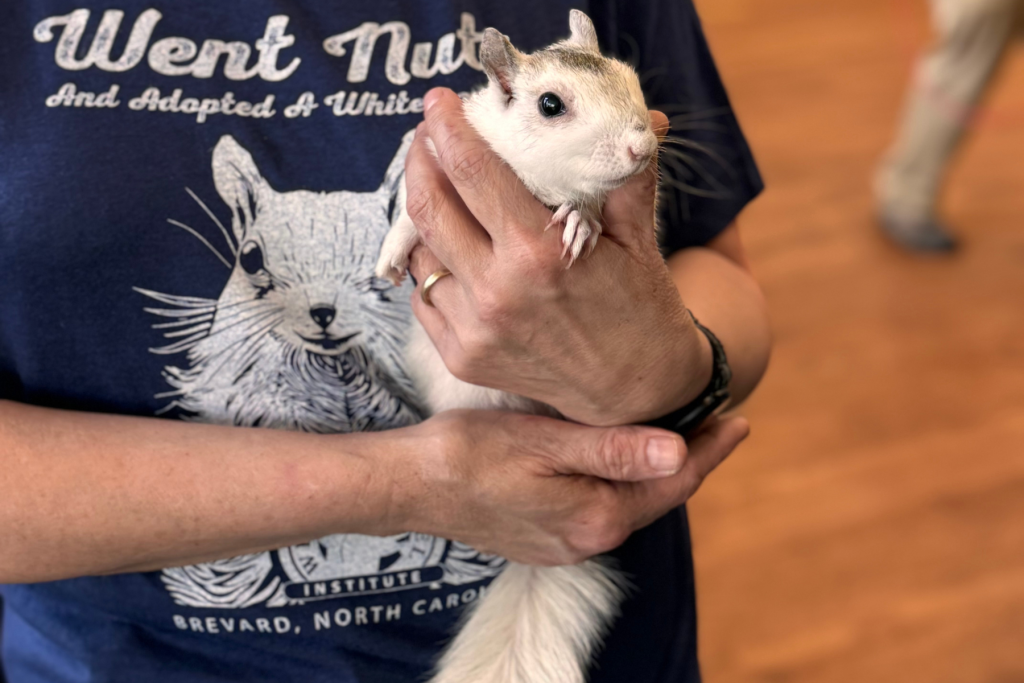 White Squirrel Institute 1-explore-brevard