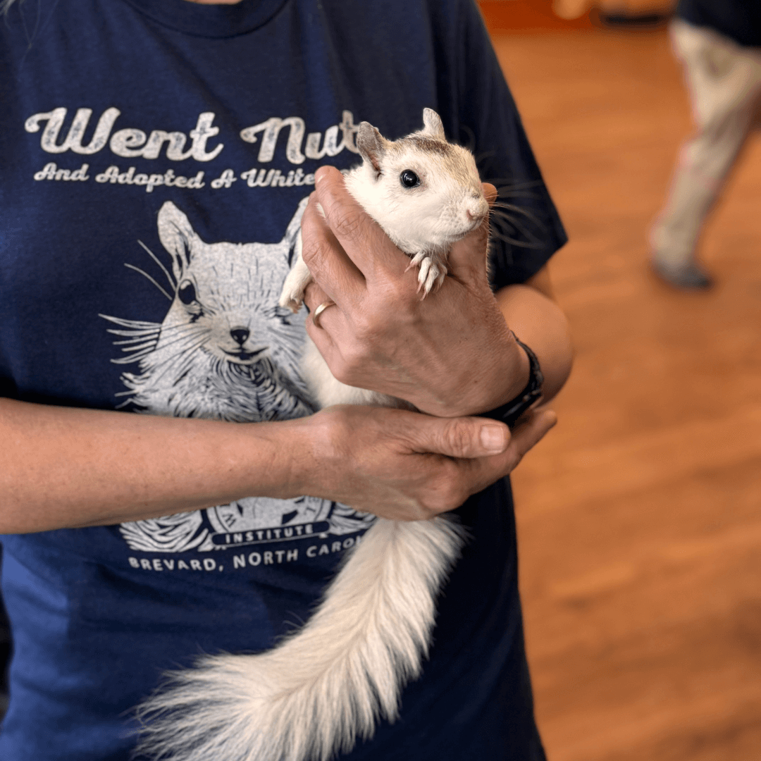 White Squirrel Institute-explore-brevard