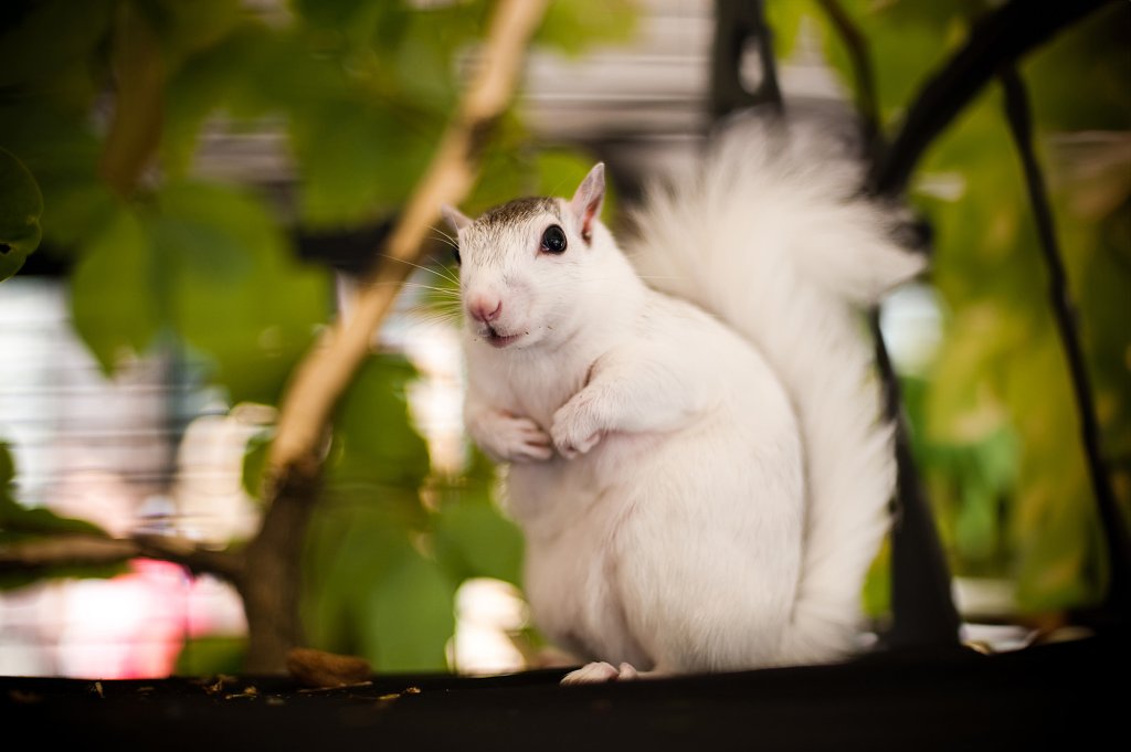 White Squirrels whitesquirrel1100 copy no cageWEB-explore-brevard