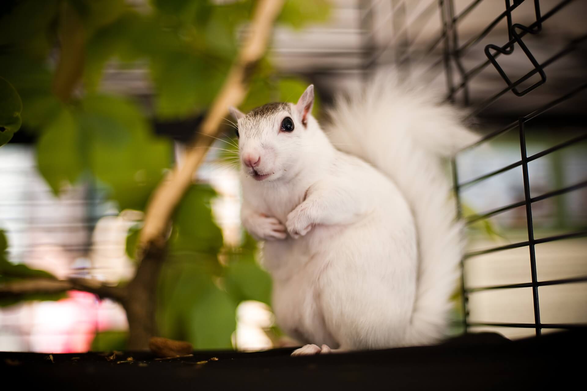 White Squirrels whitesquirrel1100 scaled-explore-brevard