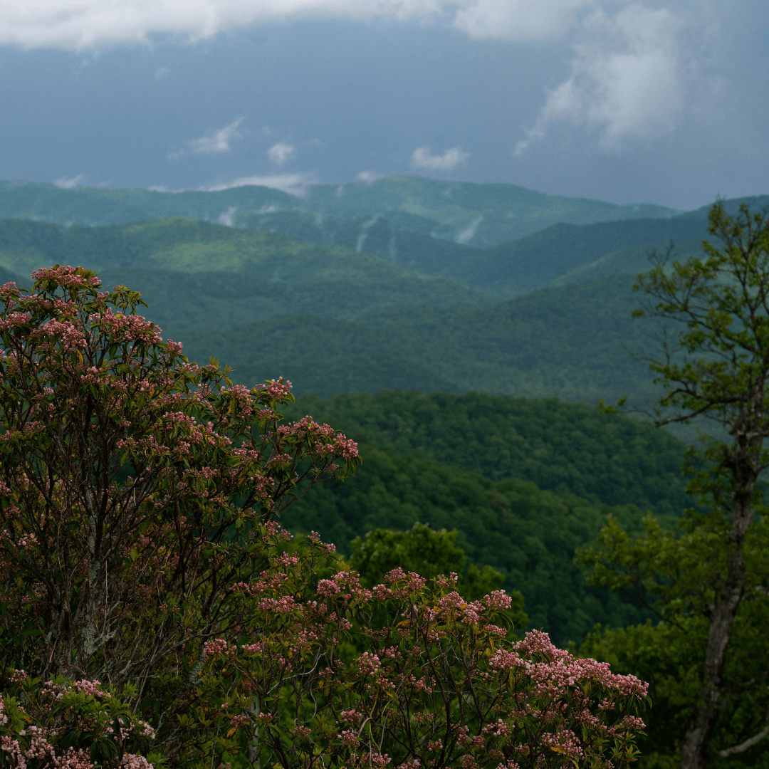 Wild Flowers-explore-brevard