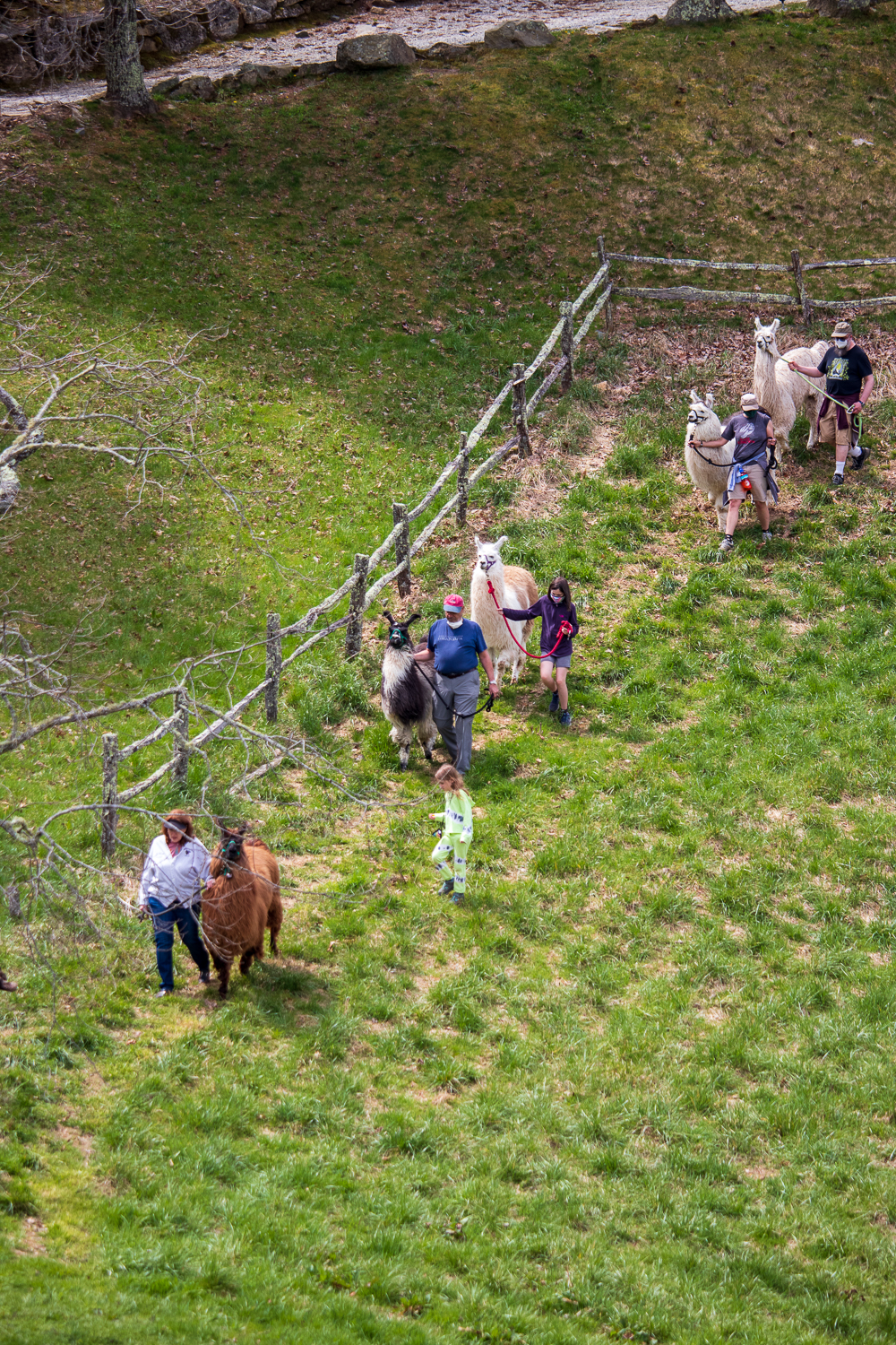 Hike with Llamas at Earthshine