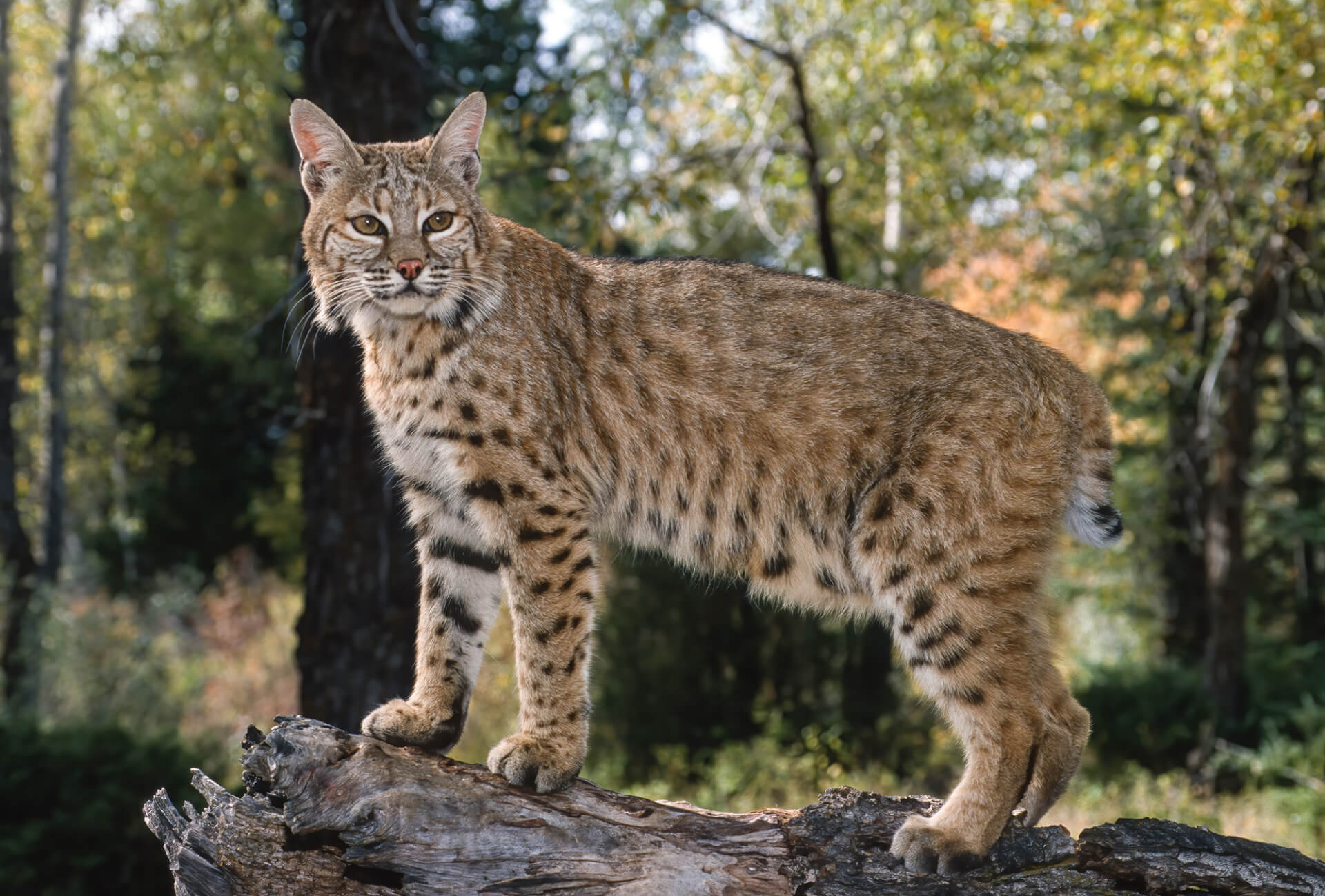 bobcat-explore-brevard