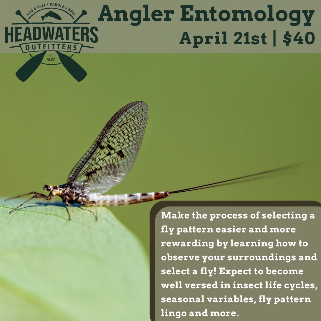 Angler Entomology