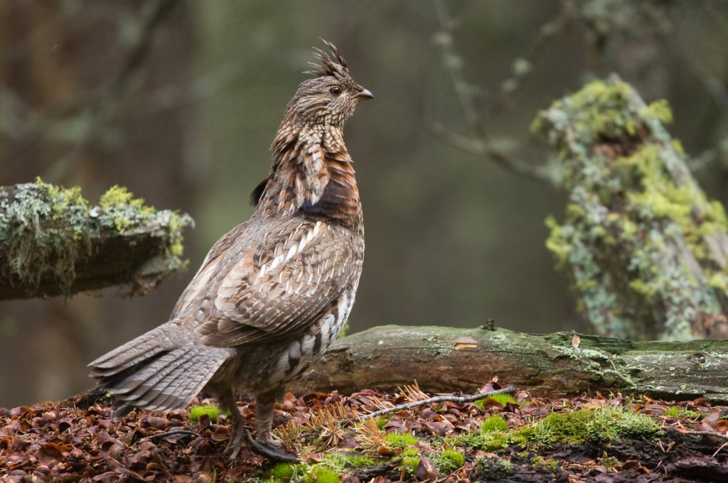 headwaters6 Grouse-explore-brevard