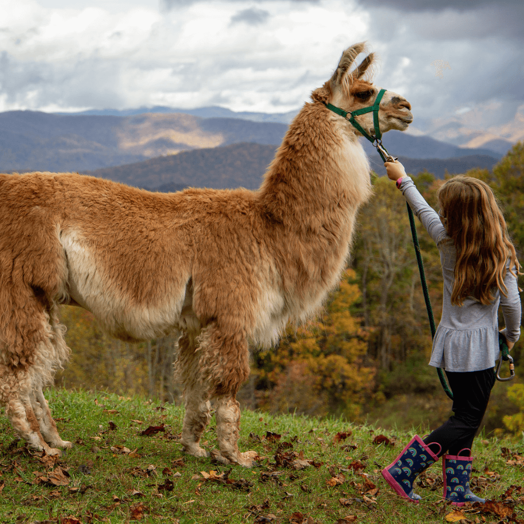 llama hike-explore-brevard