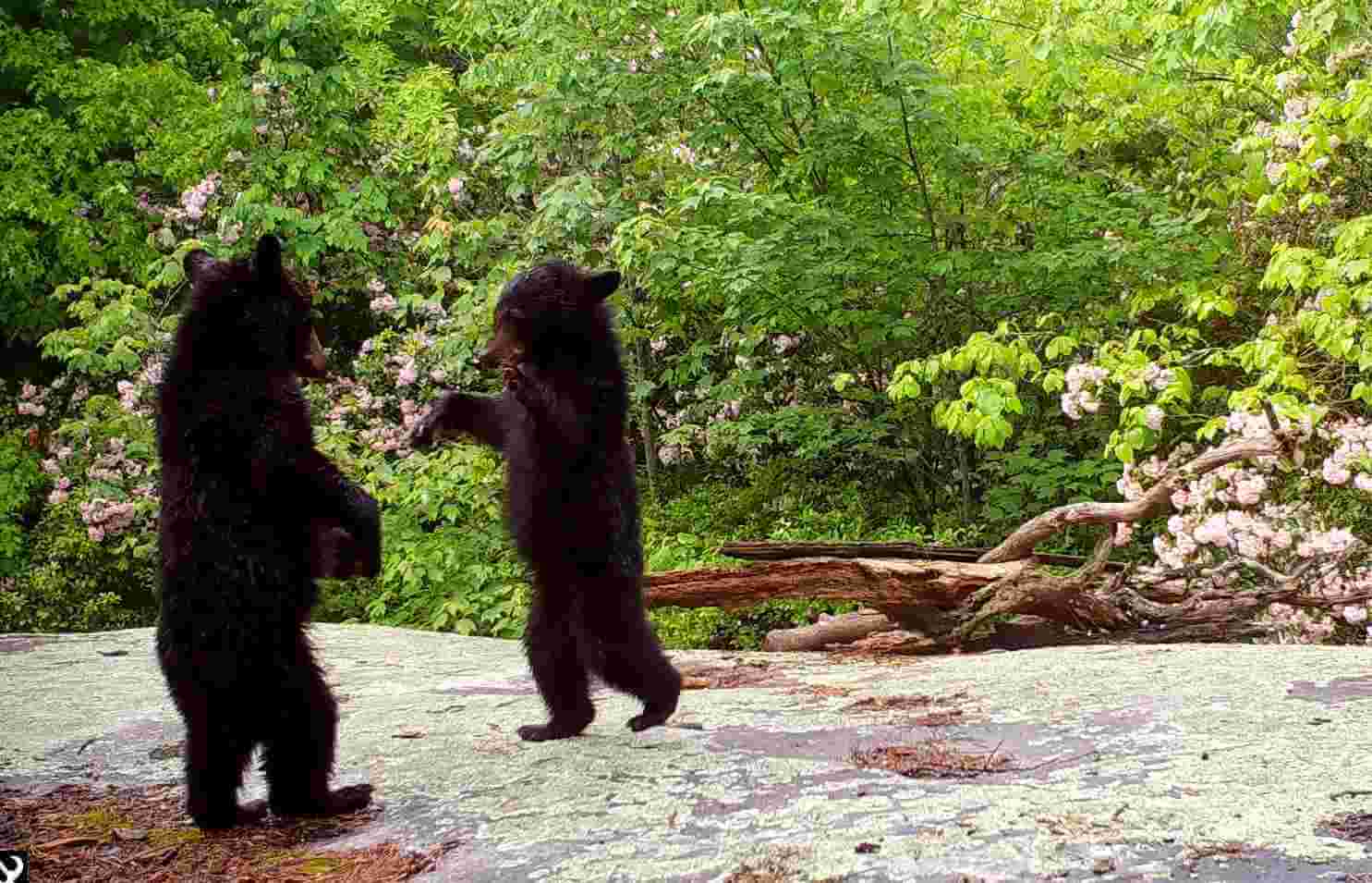 Meet the Local Black Bears