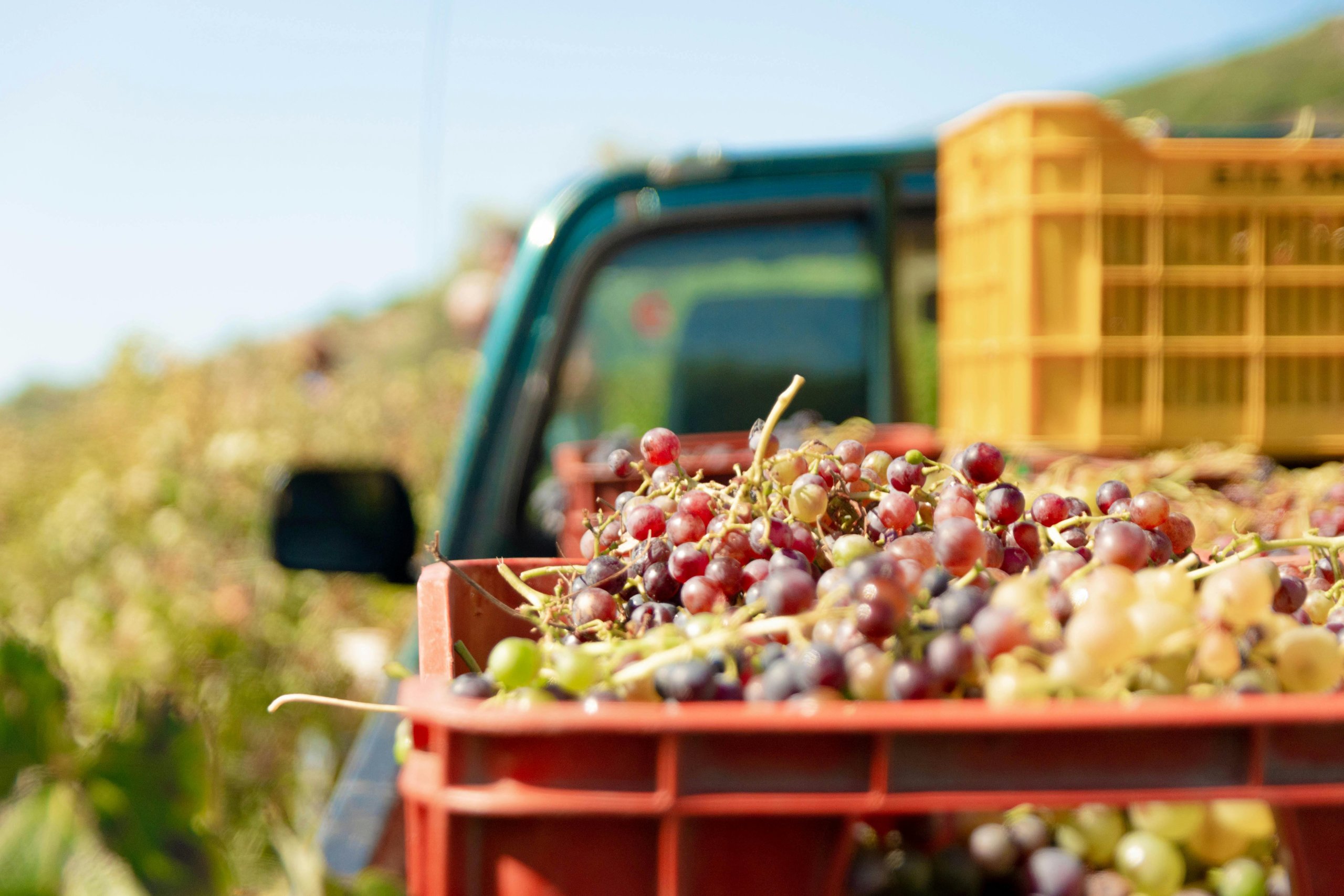 Pop-Up Wine Tasting