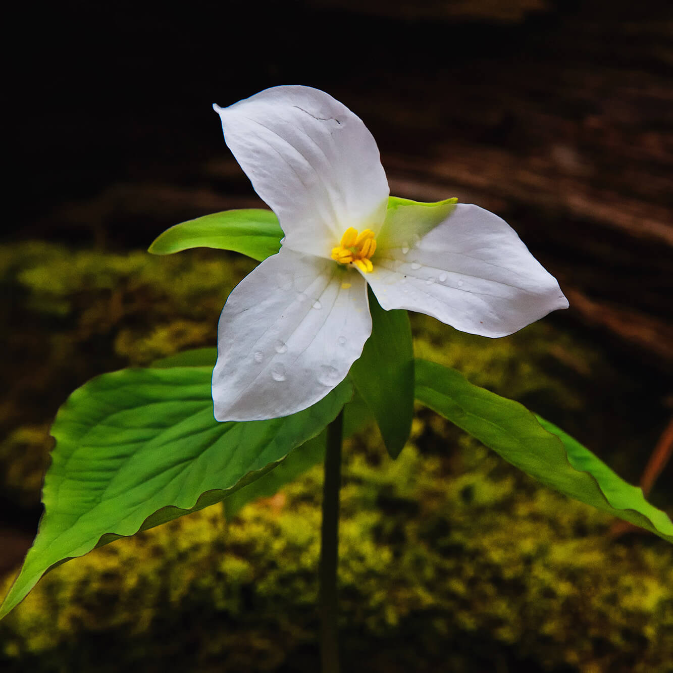 trillium square-explore-brevard